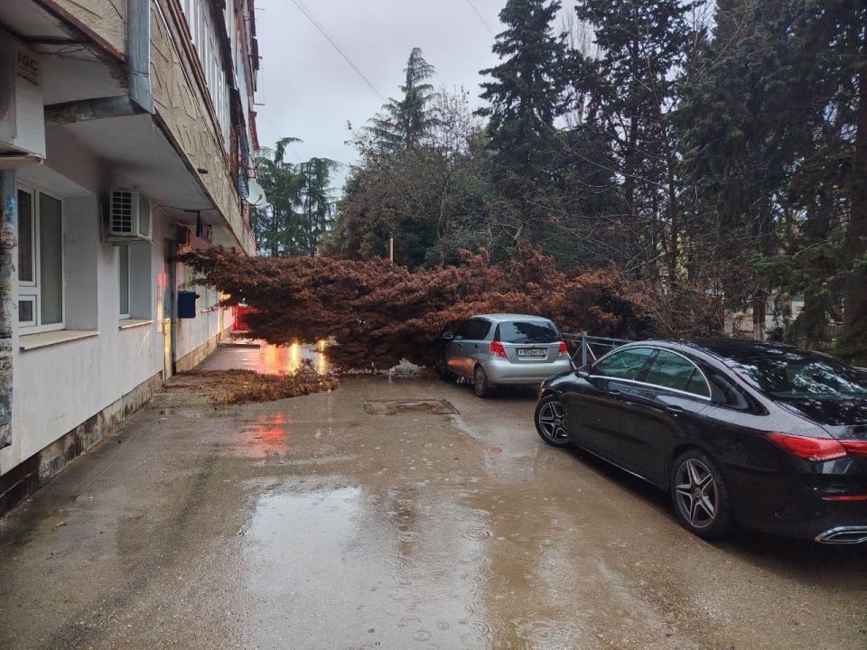 В Алуште на ул. Ялтинской засохший кипарис рухнул прямо на припаркованные автомобили