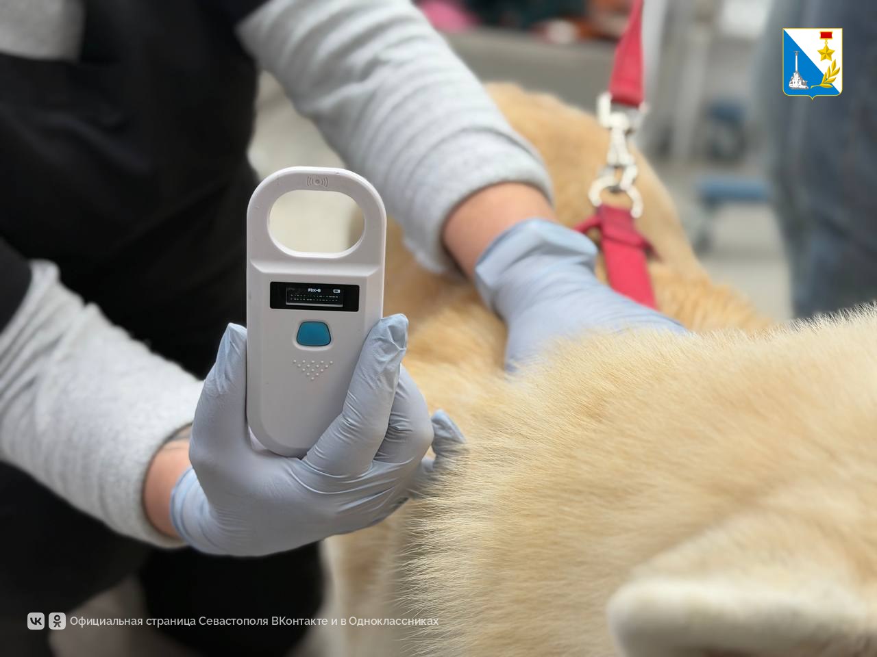 Более 600 животных прошли бесплатное чипирование в госветклиниках Севастополя с начала года Более 600 животных прошли бесплатное чипирование в госветклиниках Севастополя с начала года