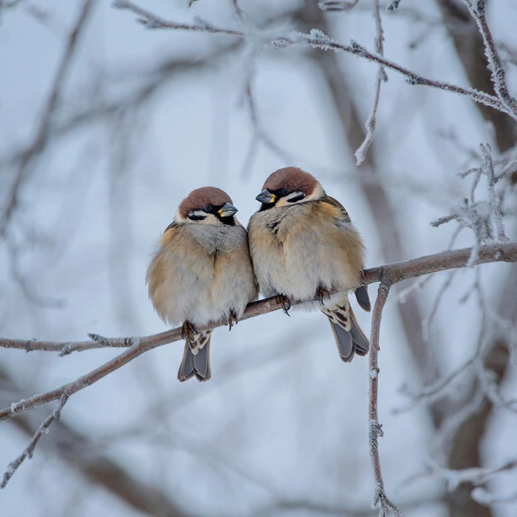 В Крыму продлили зиму: мокрый снег и морозы сохранятся до конца месяца