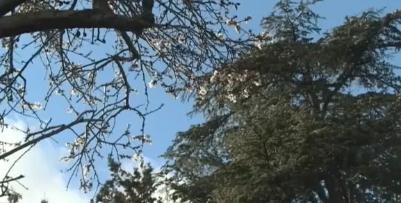 В Севастополе упростили обрезку деревьев ради безопасности дорог