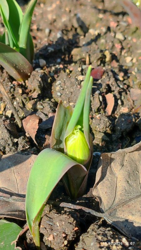 �� �� � �������, ����� ���� �������: ����� ����� ����� ������ �������� ��������