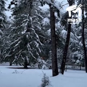 Редакция Mash на волне уже десятый раз смотрит, как этот пёсель играется в снегу в Научном