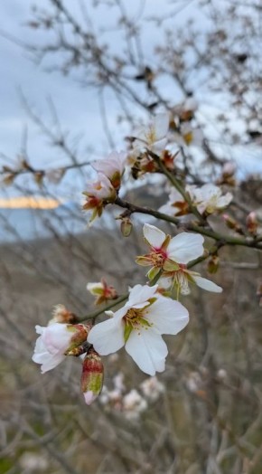 Дыхание весны. В Крыму уже начинает цвести миндаль