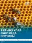 Засуха и заморозки: почему в Крыму упал сбор мёда
