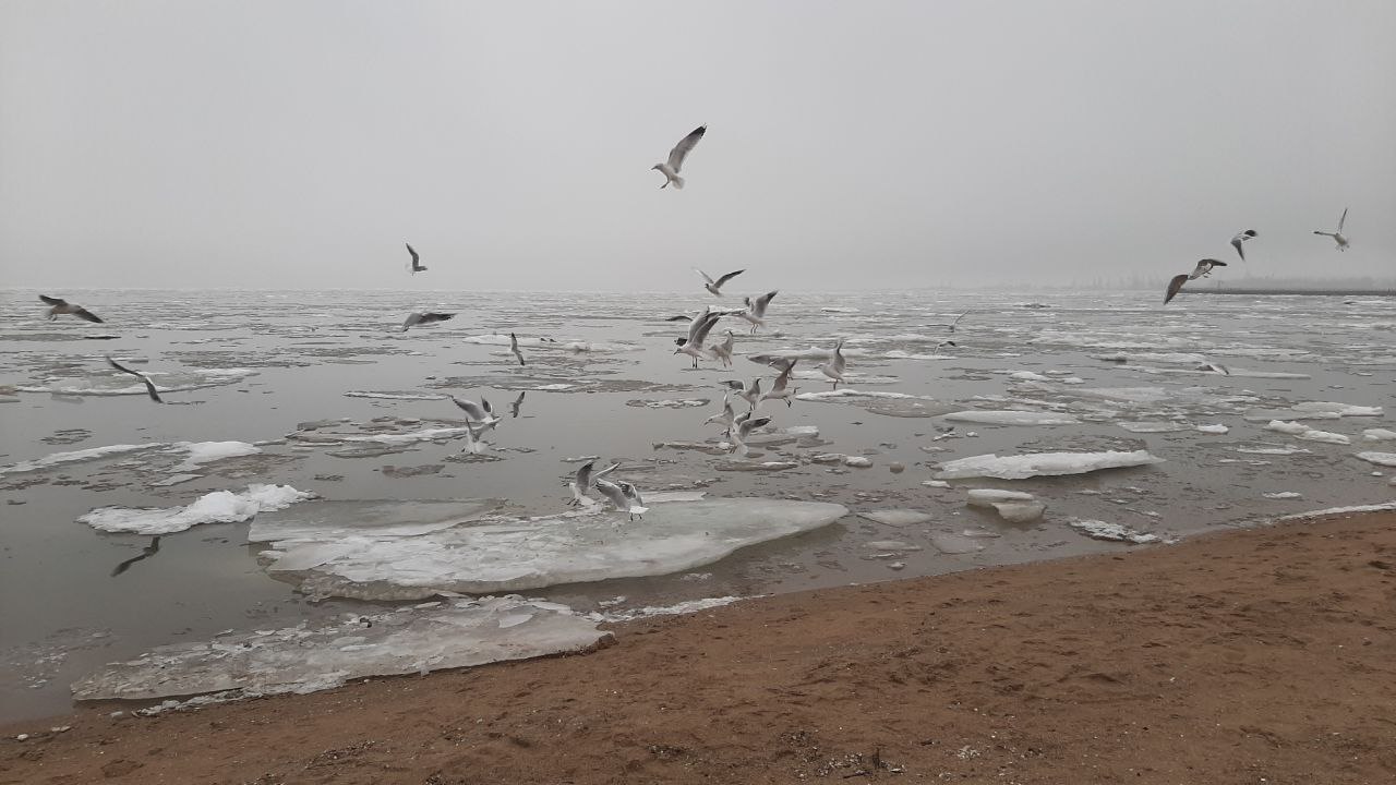 Виктория Мельникова: 50 оттенков серого Азовского моря зимой Виктория Мельникова: 50 оттенков серого Азовского моря зимой