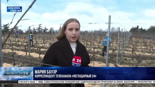 Конкурс по обрезке лозы впервые прошёл в Севастополе