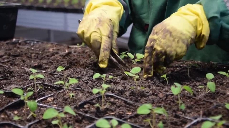 � ����������� ��� ������� �� ��������� ������ ����������� 15 ����� �������� �������