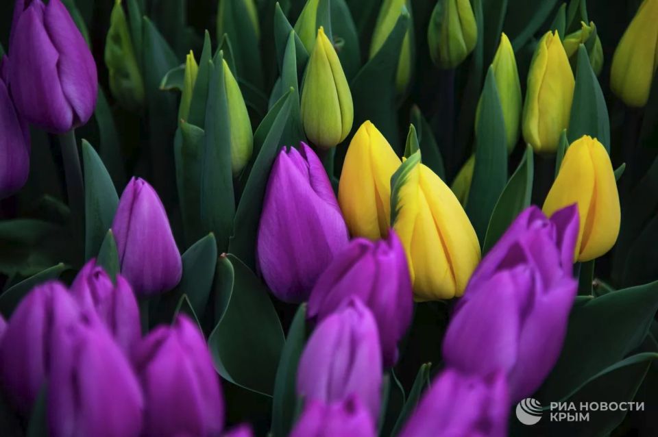 ����� �� �������: ��� ��� ������������ ���������� ��������