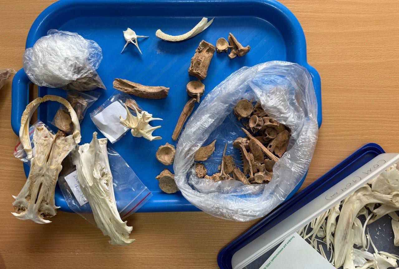 Ученые выяснили, что ели скифы 2500 лет назад