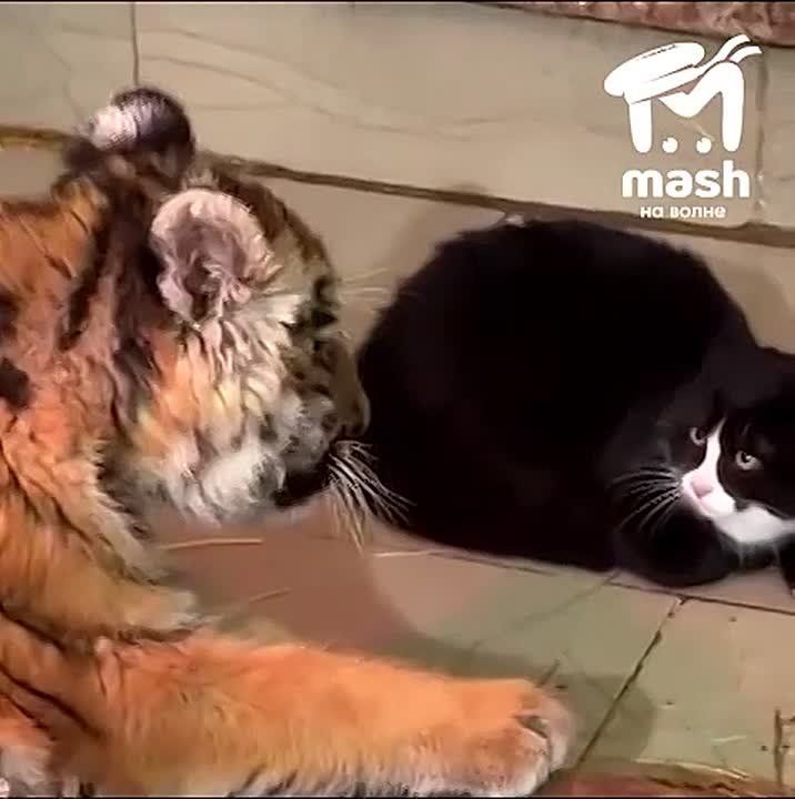 ����������, � ��� ���� ������? ���? ����� ������� �������� (��� ��������, ������� ��������) � ������� (��� ��������, ������� ��������)