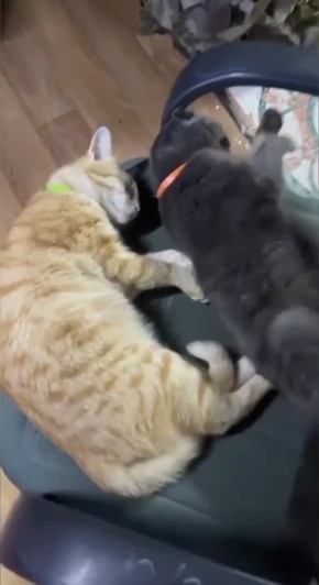 В День кошек продолжаем вас знакомить с питомцами наших военнослужащих