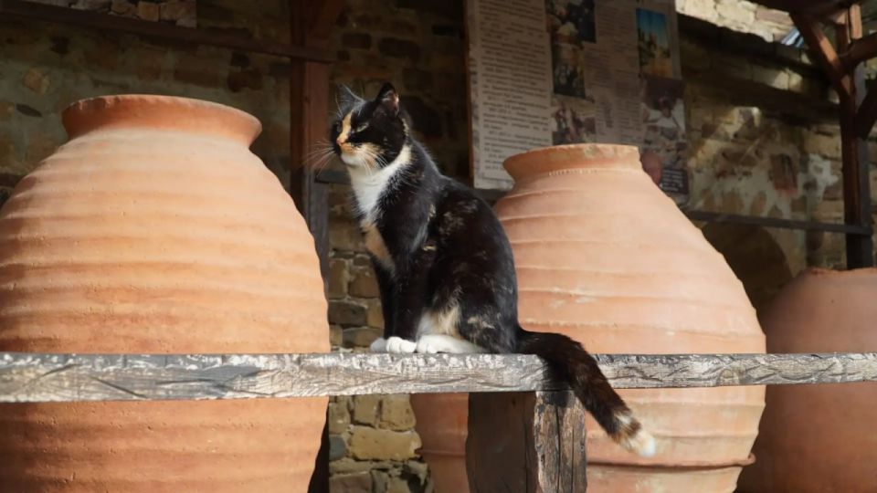 ��������� �������: ��� � ����� ����� �������� ����