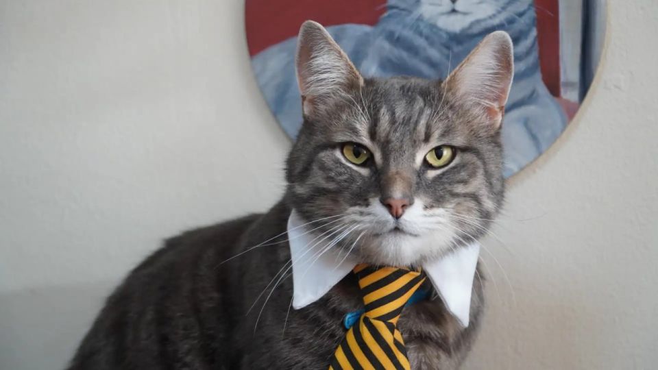 ��� ���-�������� �������� �� ����� �����������