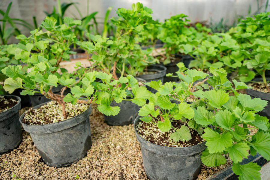 В теплицах «Парков и скверов» выращивают 20 тысяч саженцев для летней посадки В теплицах «Парков и скверов» выращивают 20 тысяч саженцев для летней посадки