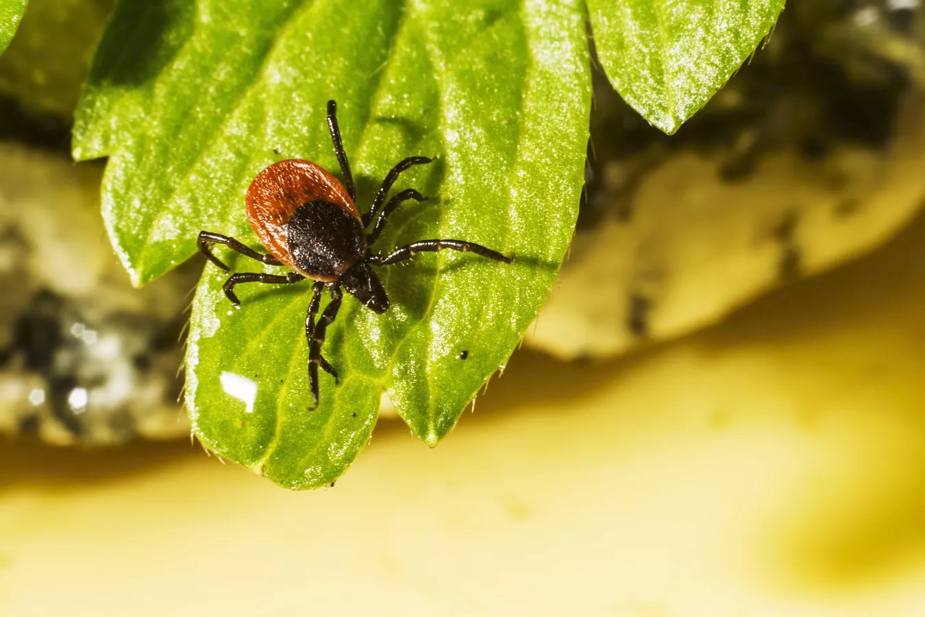 В Крыму начали оживать клещи