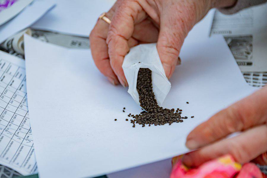 В теплицах «Парков и скверов» выращивают 20 тысяч саженцев для летней посадки В теплицах «Парков и скверов» выращивают 20 тысяч саженцев для летней посадки