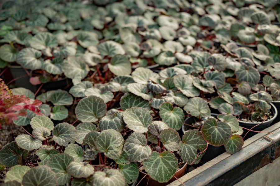 В теплицах «Парков и скверов» выращивают 20 тысяч саженцев для летней посадки В теплицах «Парков и скверов» выращивают 20 тысяч саженцев для летней посадки