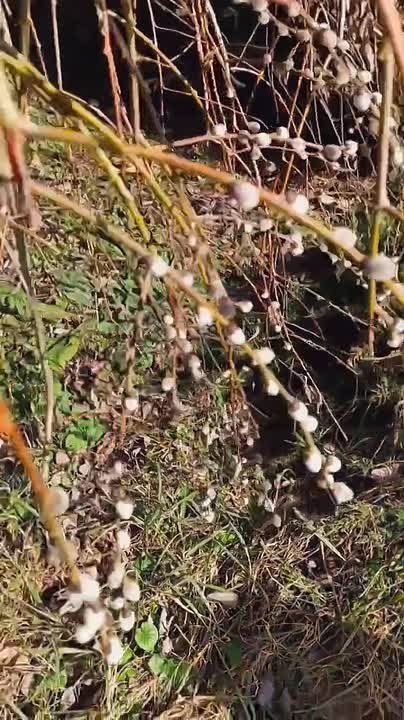 ��-���������� �������� ���� � �����