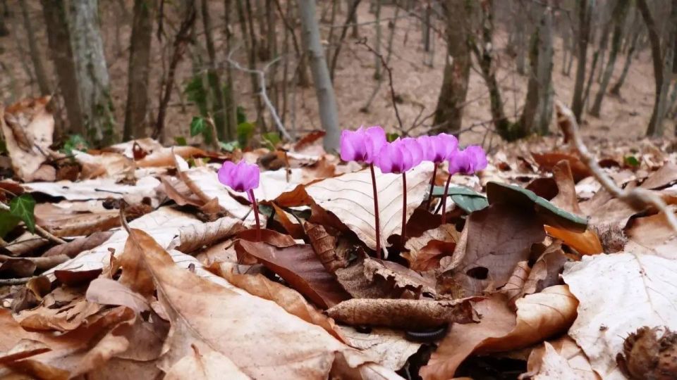 Ольга Шевцова: 3 марта – Всемирный день дикой природы Ольга Шевцова: 3 марта – Всемирный день дикой природы