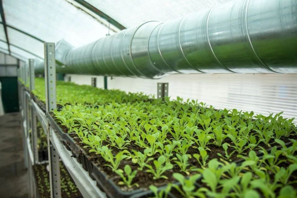 Более 100 тысяч цветов украсят Симферополь в летний сезон Более 100 тысяч цветов украсят Симферополь в летний сезон