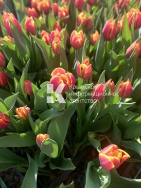 �� �������� ����������� � ����� ����������� ��������� �������� �������������