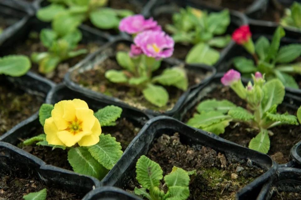 Более 100 тысяч цветов украсят Симферополь в летний сезон Более 100 тысяч цветов украсят Симферополь в летний сезон