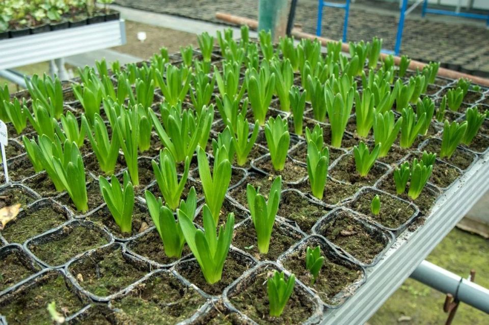 Более 100 тысяч цветов украсят Симферополь в летний сезон Более 100 тысяч цветов украсят Симферополь в летний сезон