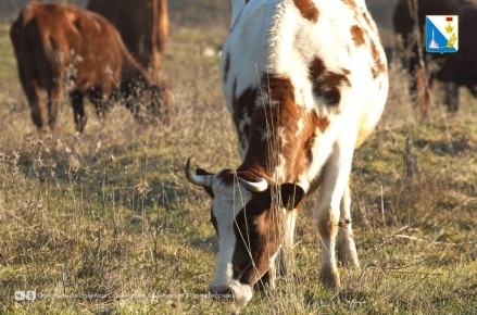 ��������������� �������� ������������ ������� �� ����� � ���������� �����