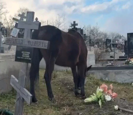 В Крыму по кладбищу разгуливают кони-осквернители