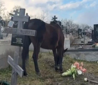 � ����� �� �������� ����������� ����-������������