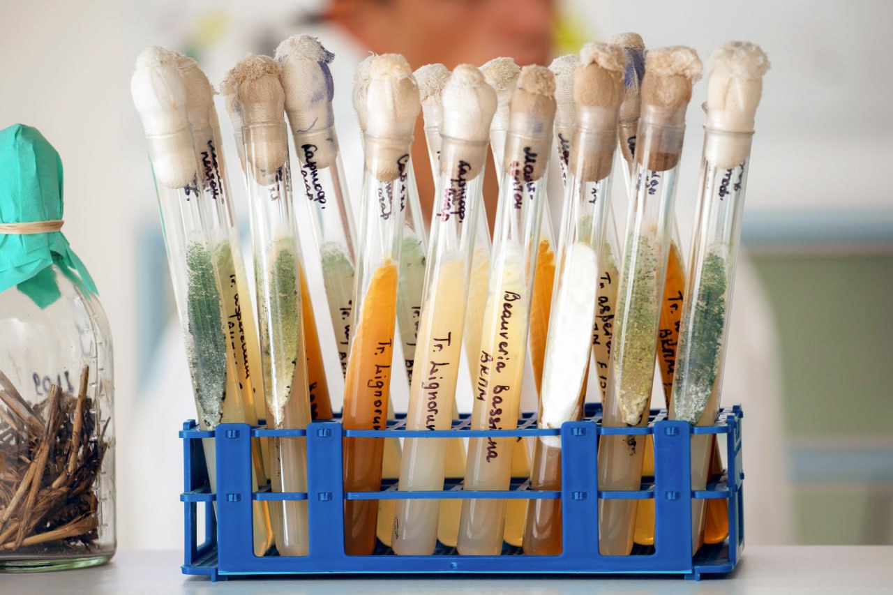 В Крыму создали биопрепараты для восстановления структуры почв и повышения урожайности сои В Крыму создали биопрепараты для восстановления структуры почв и повышения урожайности сои