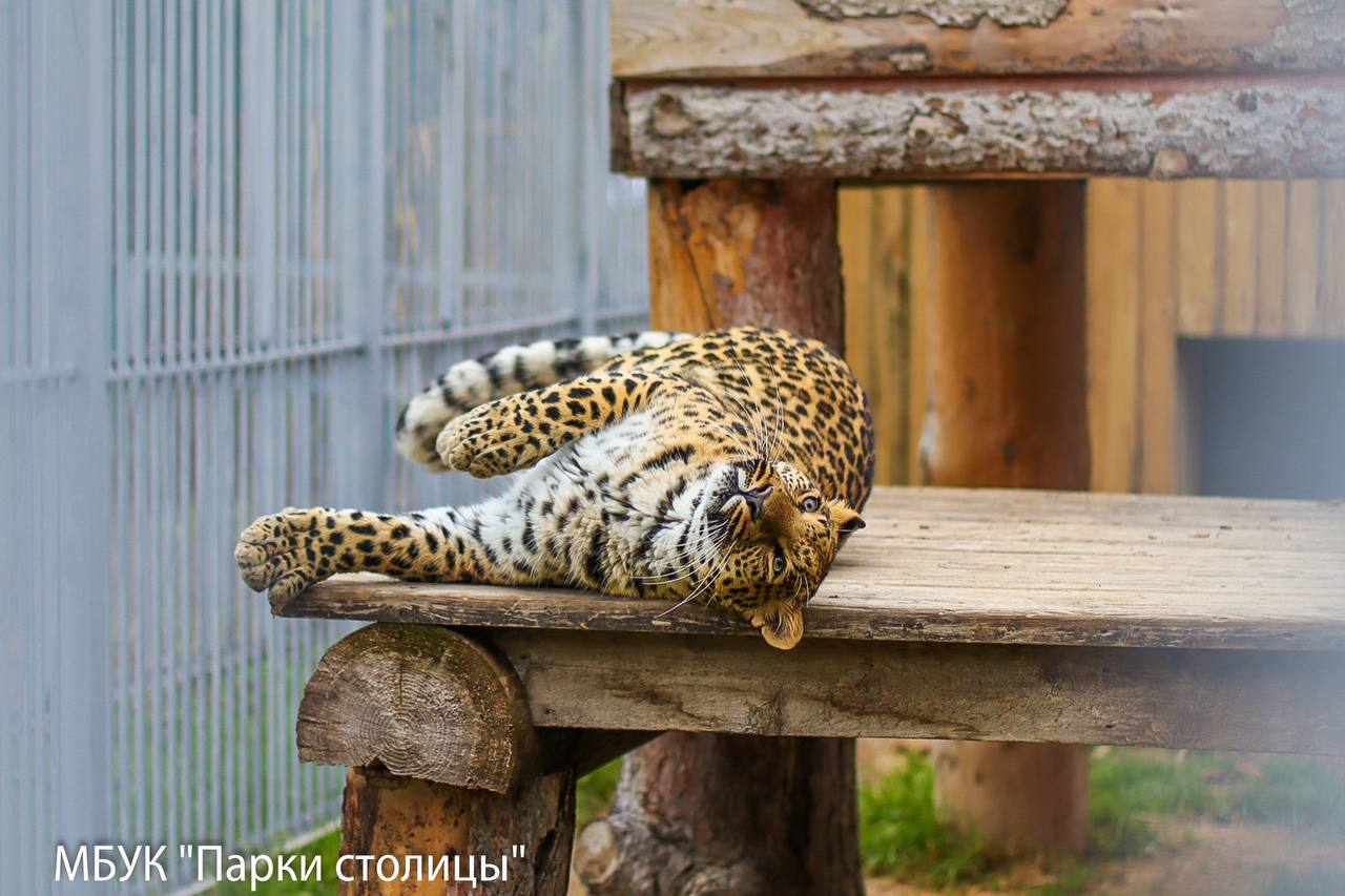 #обитатели_зооуголка. Давно не навещали очаровательную Маркизу из Симферопольского зооуголка? #обитатели_зооуголка. Давно не навещали очаровательную Маркизу из Симферопольского зооуголка?