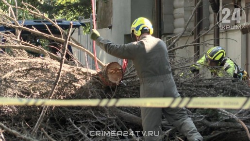 Сухостойные потенциально опасные деревья спилили в посёлке Никита