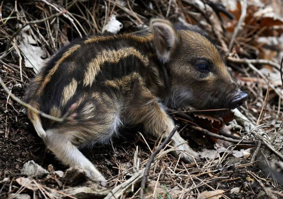 ��� ����� ����� �������� ��������� �� ���� � �������������� ������������� ����� "��������"