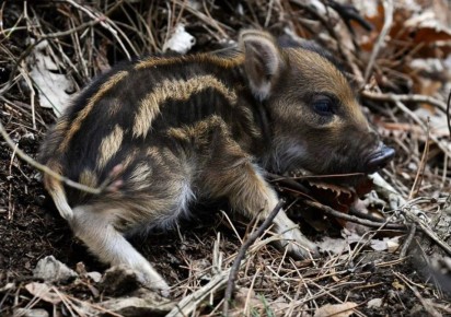 ��� ����� ����� �������� ��������� �� ���� � �������������� ������������� ����� "��������"