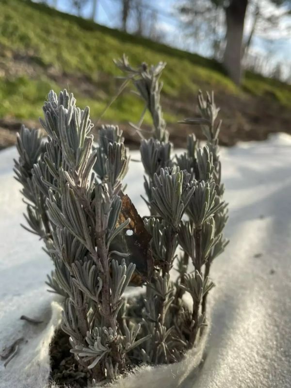 ������������ ������������ ���������� �������� �������� ��������