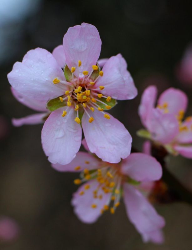 Весенняя атмосфера. Миндаль цветёт в Судаке