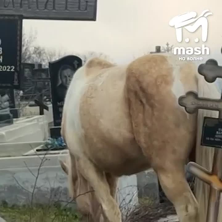 "Пускаешь на мясо и забываешь"