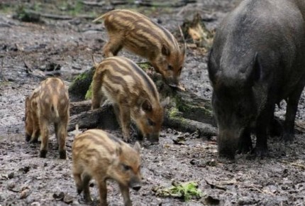 5 ��������� ������� ��������� �� ���� � �������� "��������"