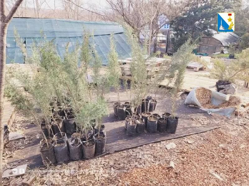 Более четырёх тысяч краснокнижных можжевельников весной высадят в Мекензиевском лесничестве