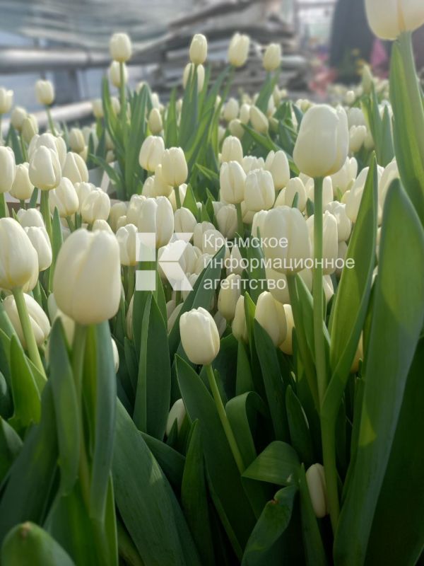 � ������ �� ������� ������ ����������� ��������� ��� ����������� ���������