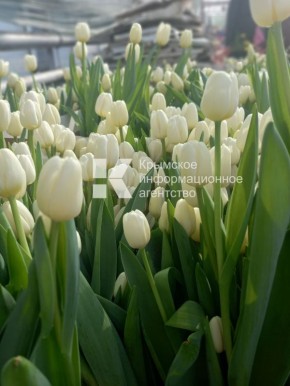 � ������ �� ������� ������ ����������� ��������� ��� ����������� ���������