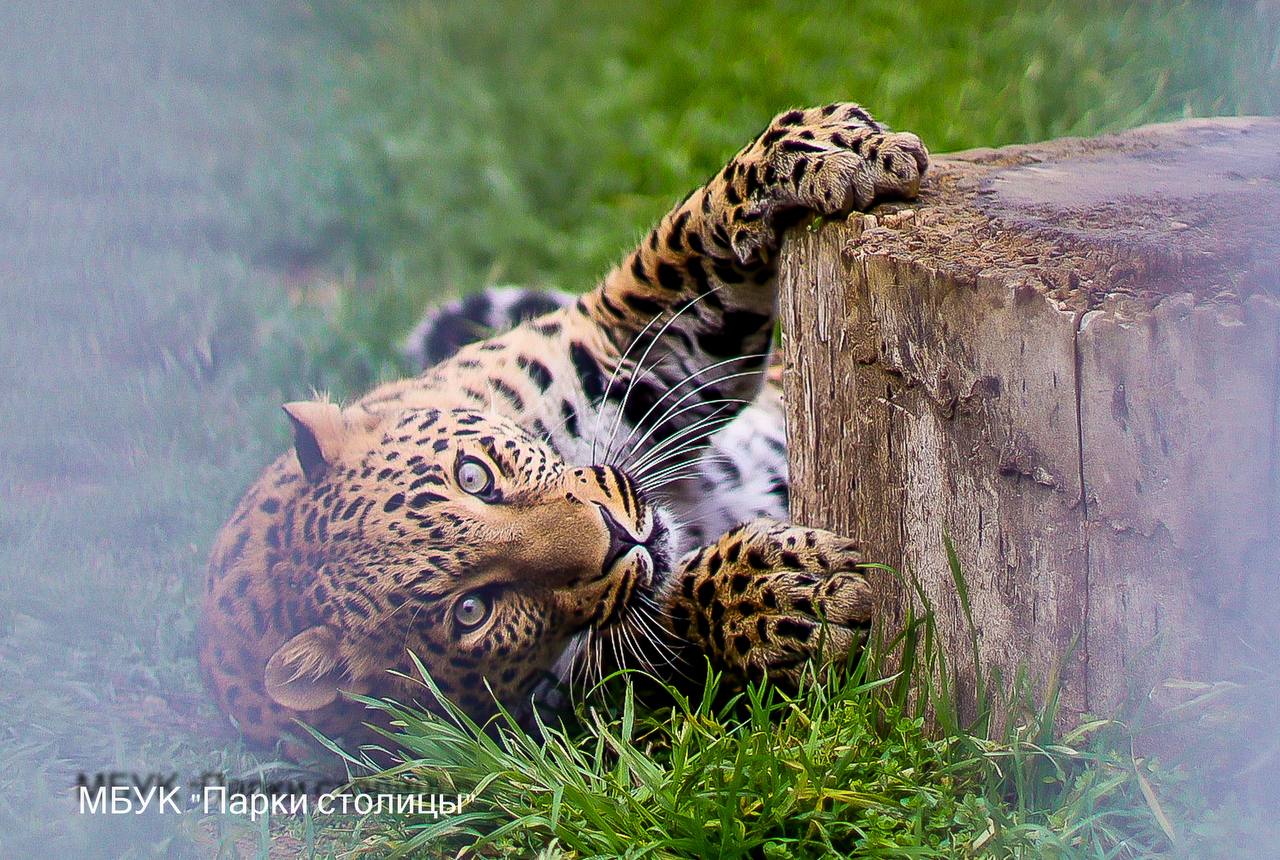 #обитатели_зооуголка. Давно не навещали очаровательную Маркизу из Симферопольского зооуголка?