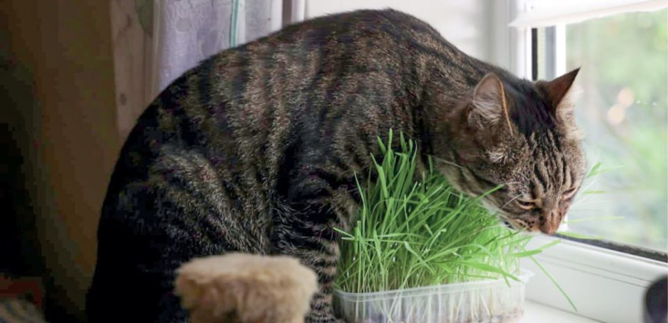 ����� ��������� �������� ������ ��� ����� � �����, ������������ � MAX