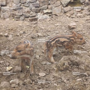 ��������� ��������� �������� � �������� ���������