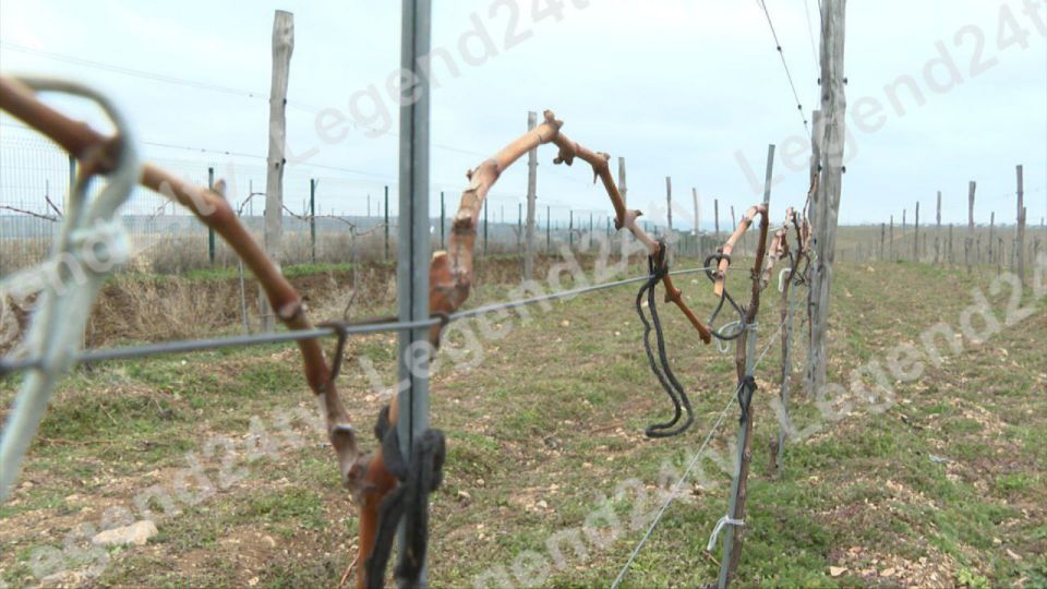 Больше полутора тонн винограда собрали севастопольские студенты на учебном полигоне за прошлый год Больше полутора тонн винограда собрали севастопольские студенты на учебном полигоне за прошлый год