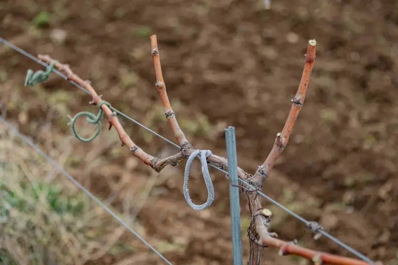 Михаил Развожаев: Как готовим молодых аграриев в Севастополе Михаил Развожаев: Как готовим молодых аграриев в Севастополе