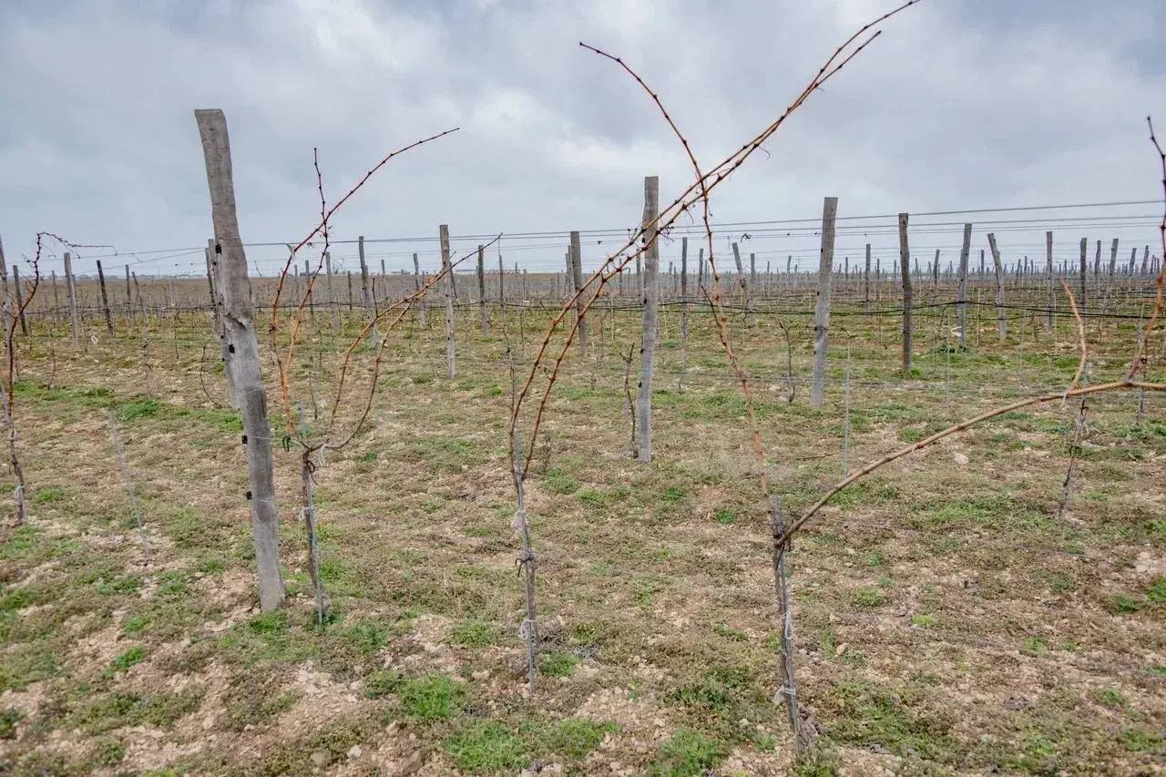 Михаил Развожаев: Как готовим молодых аграриев в Севастополе Михаил Развожаев: Как готовим молодых аграриев в Севастополе