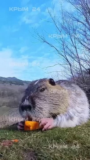 ��������? ���, ������!. ������ ������� �������� ���� � ������������ ����