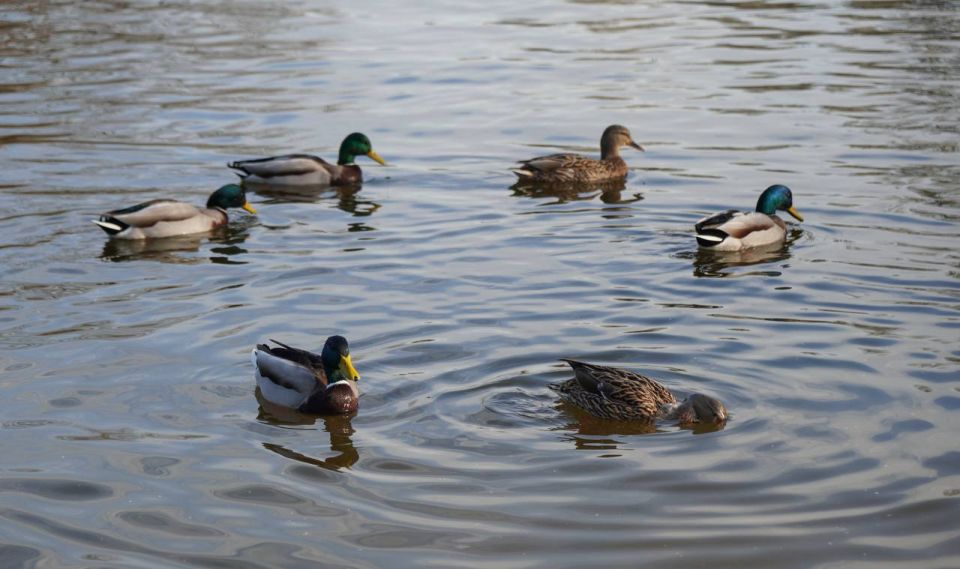 ���� ����� �������� � ����������� ��������� �����: ������ � ���� �� ������ �����